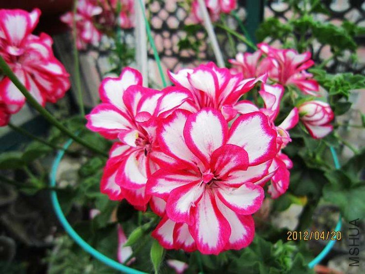 ����-������ (1).jpg