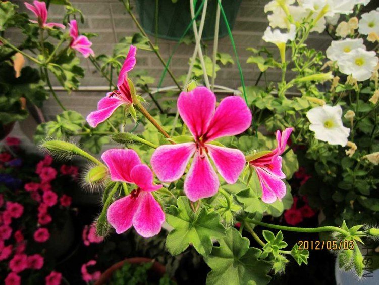 ����-����1 (1).jpg