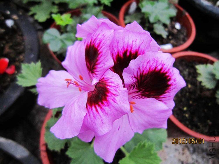 ����-�ž�1 (2).jpg