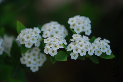 DSC_9584_��С��С.JPG