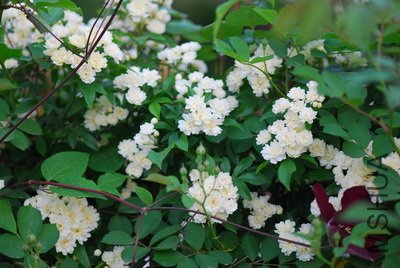 DSC_9589_��С��С.JPG