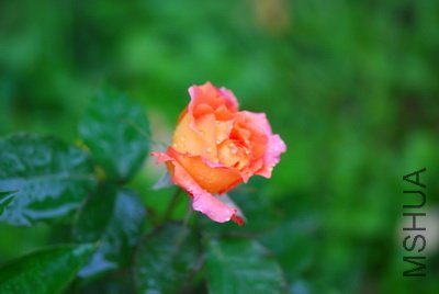 DSC_9628_��С��С.JPG
