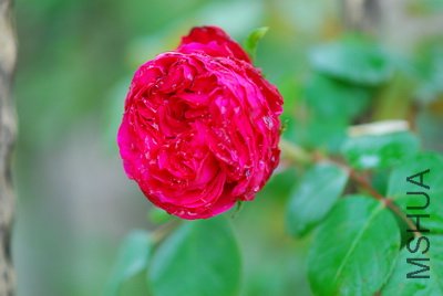 DSC_9655_��С��С.JPG