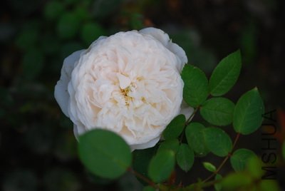 DSC_9587_��С��С.JPG