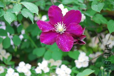 DSC_9642_��С��С.JPG