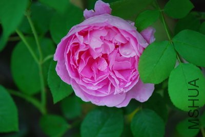 DSC_9654_��С��С.JPG