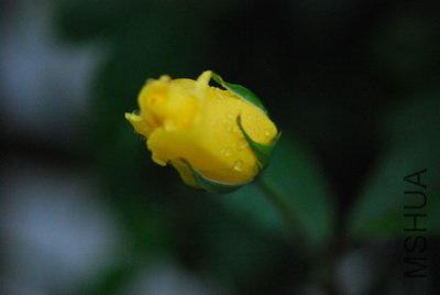 DSC_9650_��С��С.JPG
