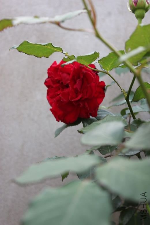 nEO_IMG_IMG_2833.jpg