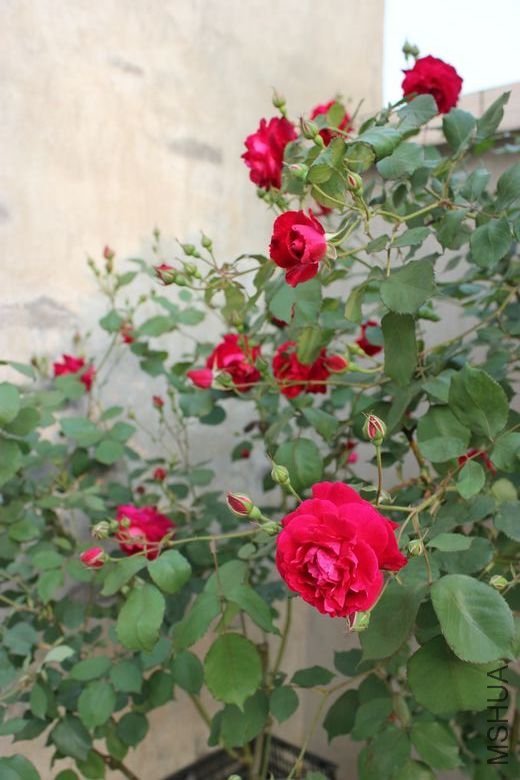 nEO_IMG_IMG_2834.jpg