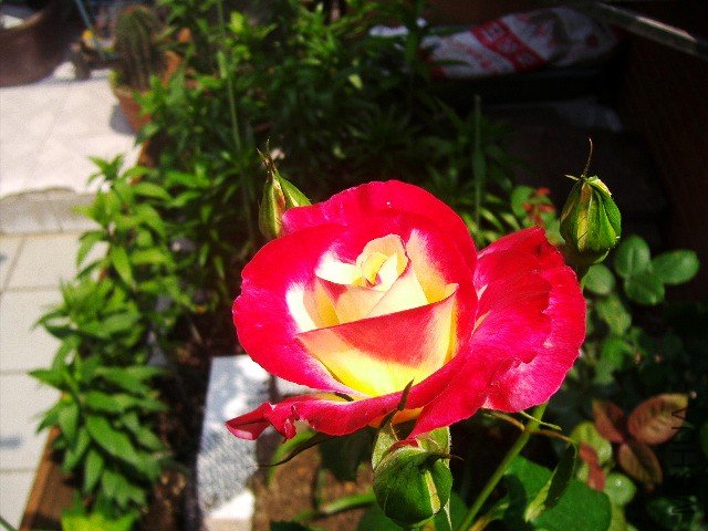 P4051570_conew1.jpg