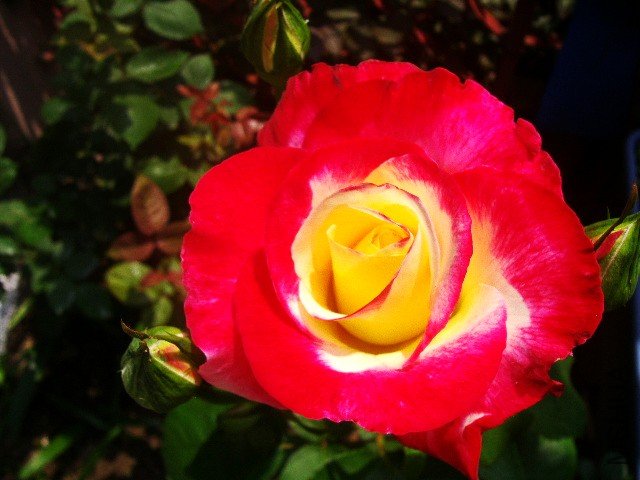P4051575_conew1.jpg