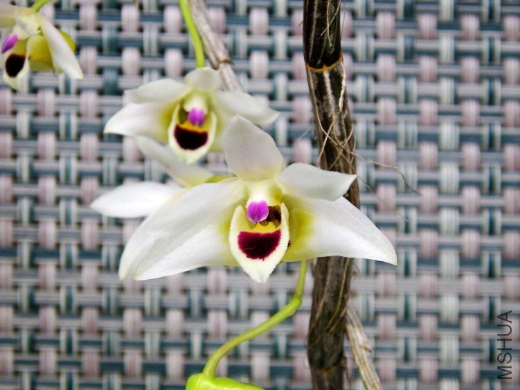 �� 1320_conew1.jpg