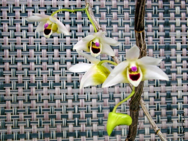 �� 1317_conew1.jpg