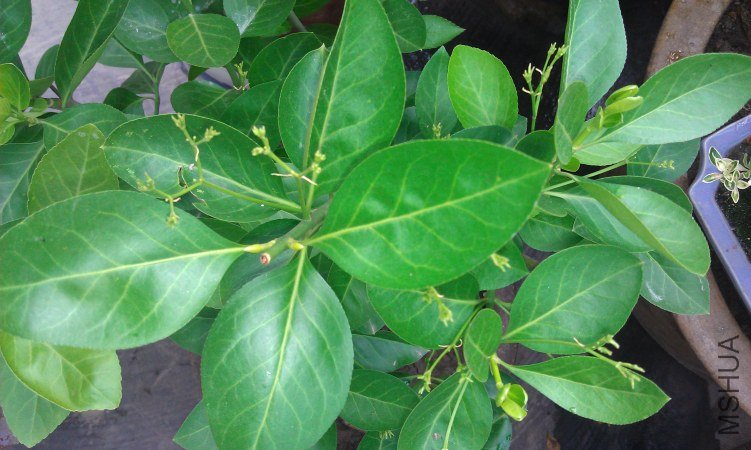 IMAG0205.jpg