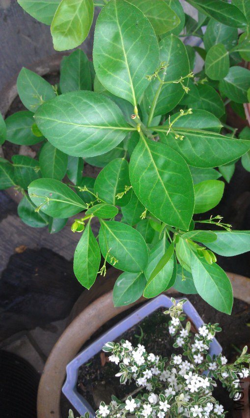 IMAG0206.jpg