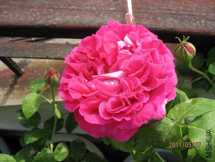 ĵ���¼�1 of bobobubu123 .jpg