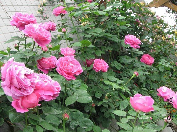 ĵ���¼�8 of ���� .JPG