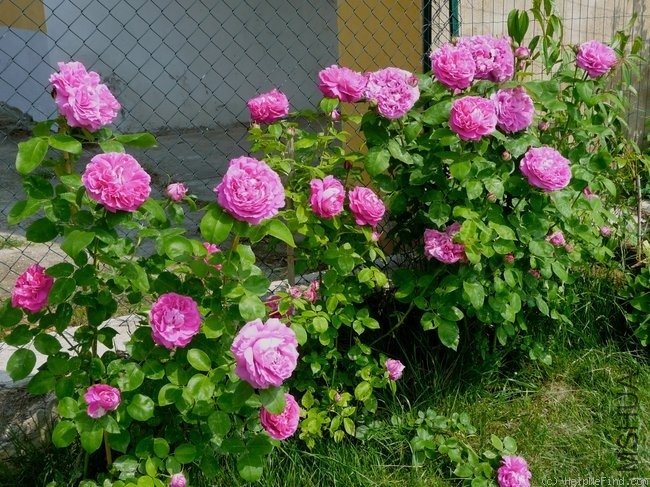 ĵ���¼���Paul N��ron��.jpg