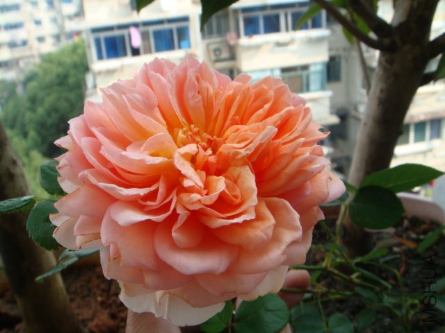 DSC00606.JPG
