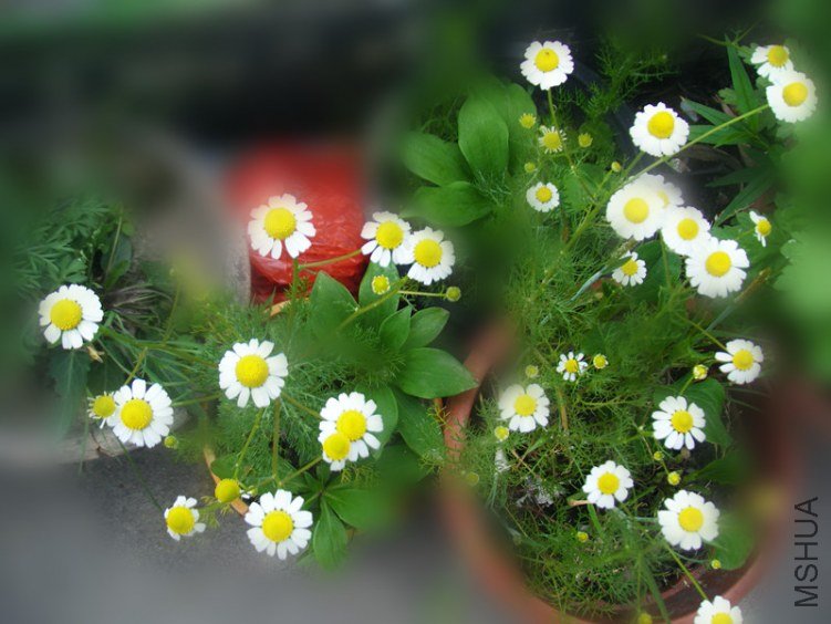 DSCF6867_����.jpg