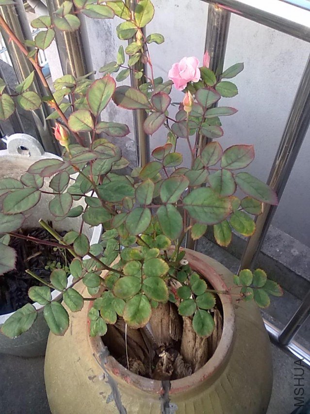 201205032394.jpg