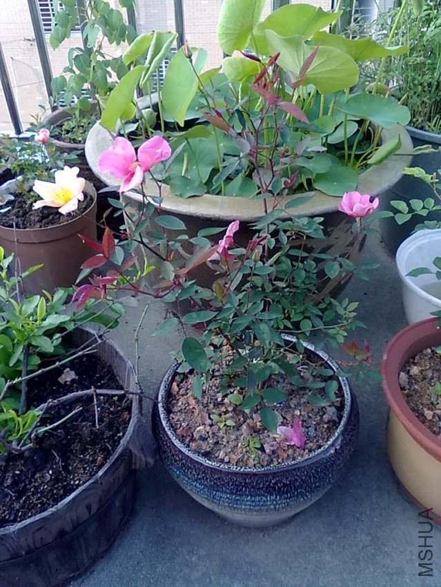 201205032395.jpg
