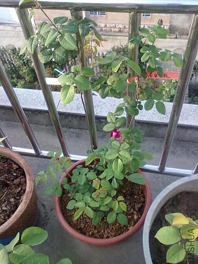201205032396.jpg