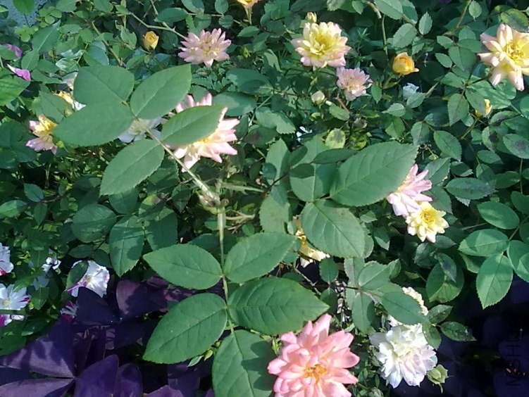 201205032397.jpg