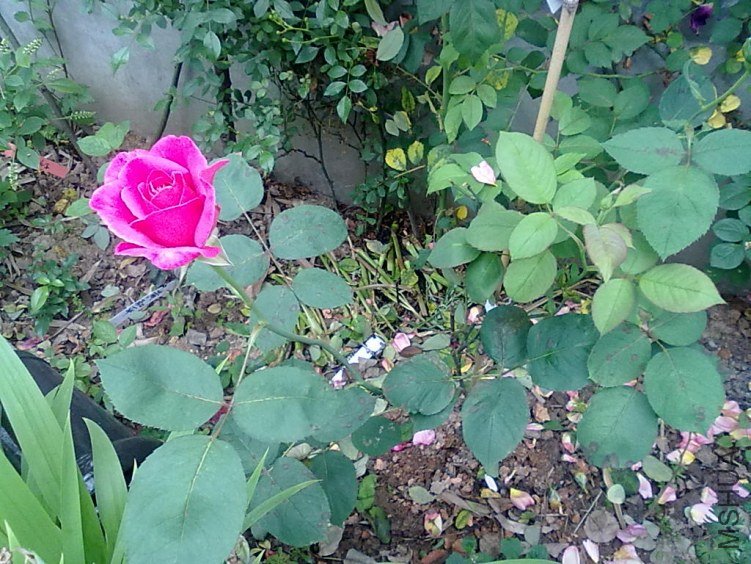 201205032399.jpg