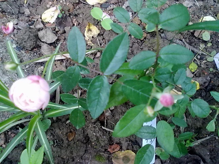 201205032400.jpg