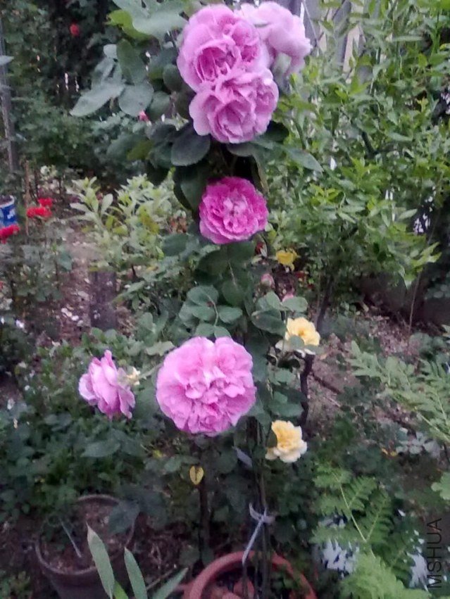 201205032401.jpg