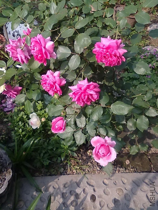 201205052402.jpg