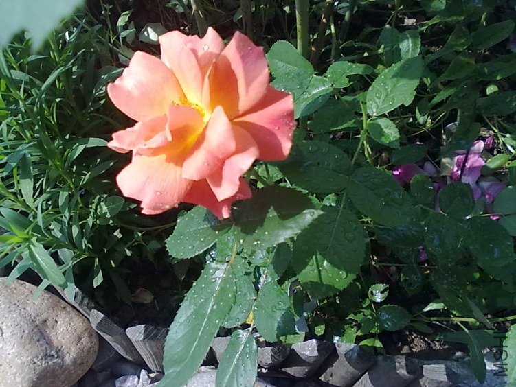 201205052403.jpg