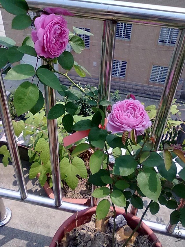 201205052404.jpg