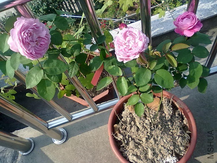 201205062406.jpg