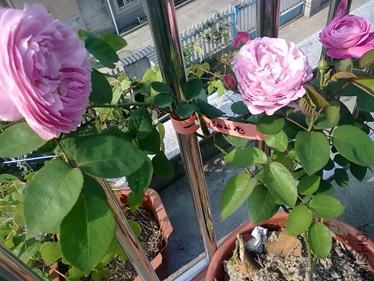 201205062408.jpg