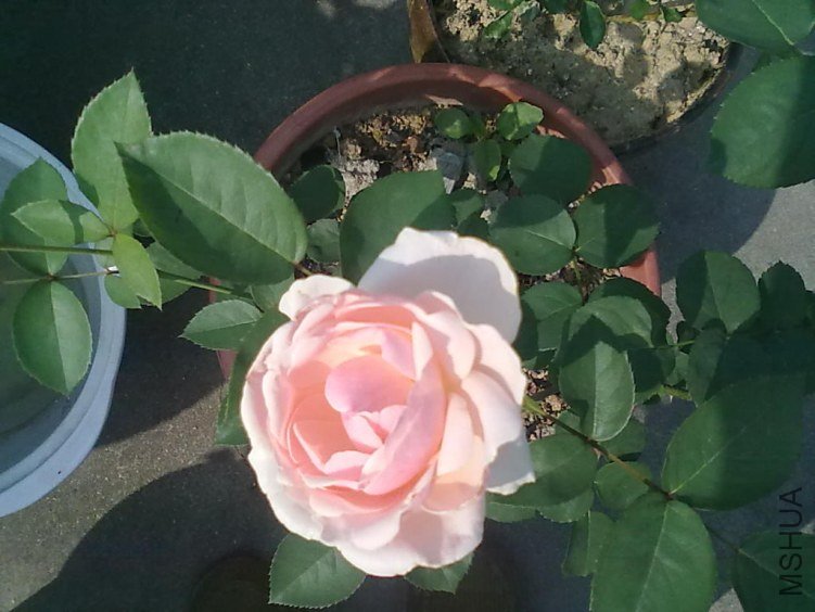 201205062409.jpg