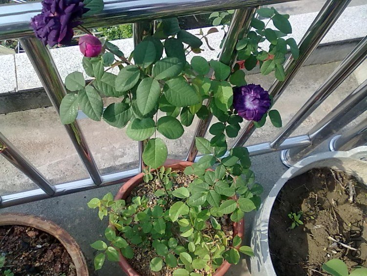 201205062410.jpg