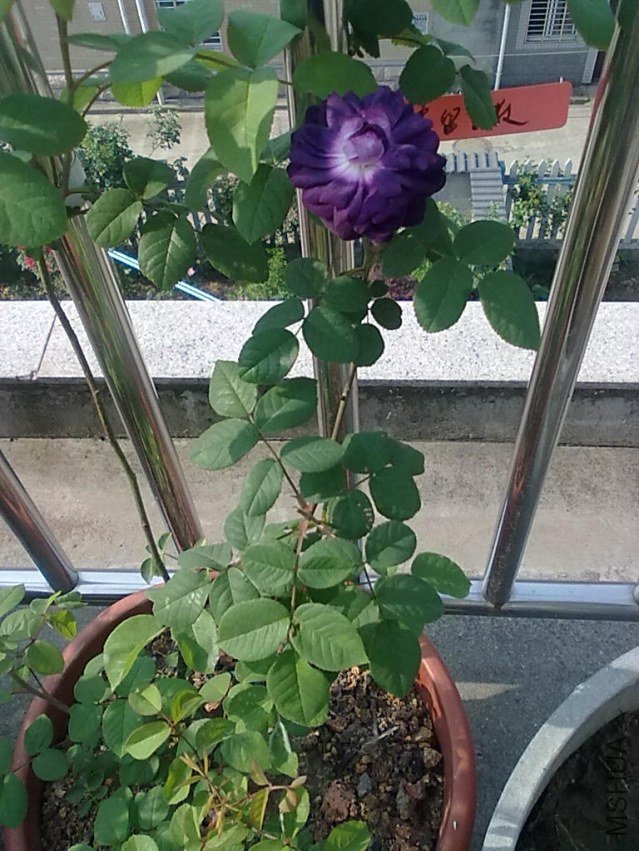 201205062411.jpg