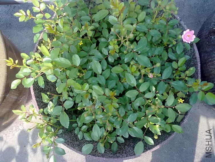 201205062412.jpg