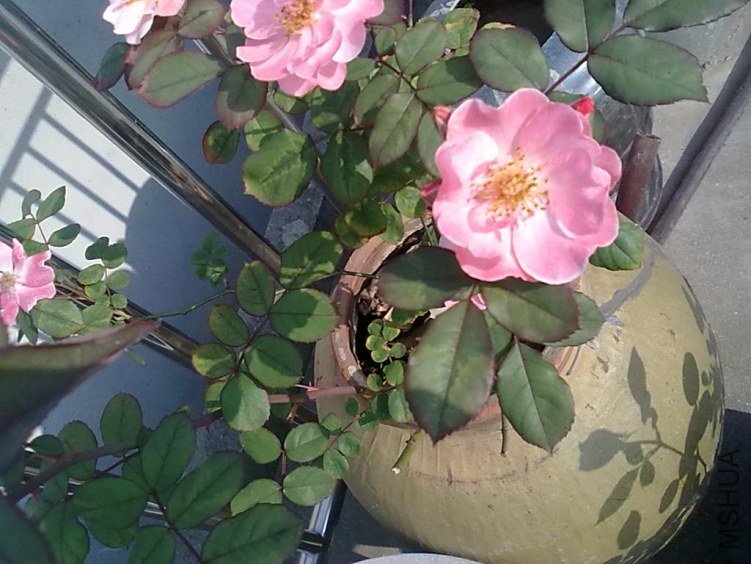 201205062413.jpg