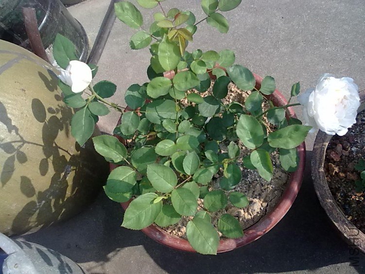 201205062414.jpg
