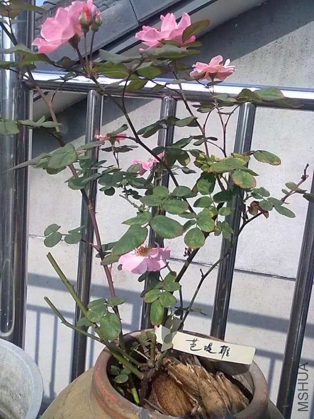 201205062415.jpg