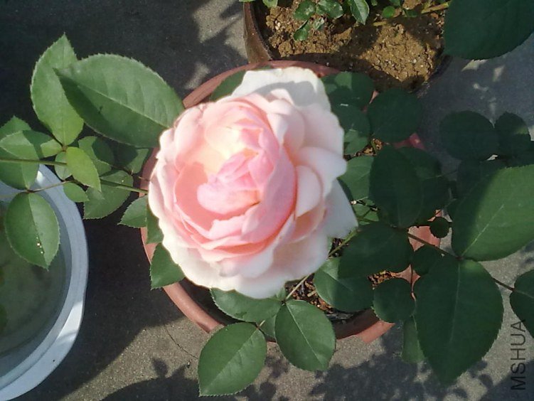 201205062419.jpg