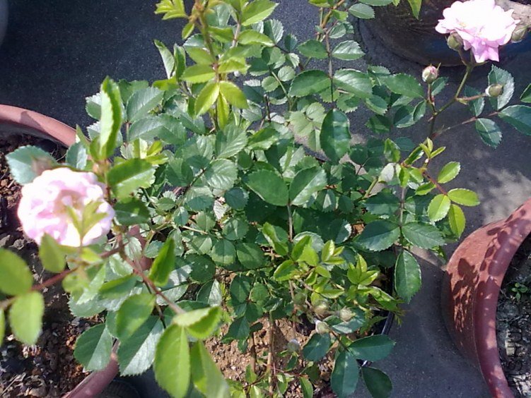 201205062420.jpg