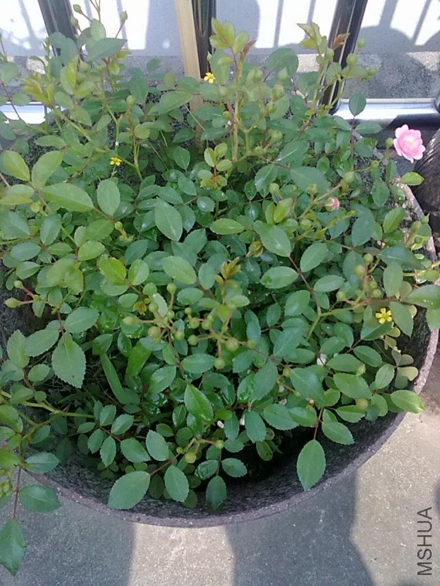 201205062421.jpg
