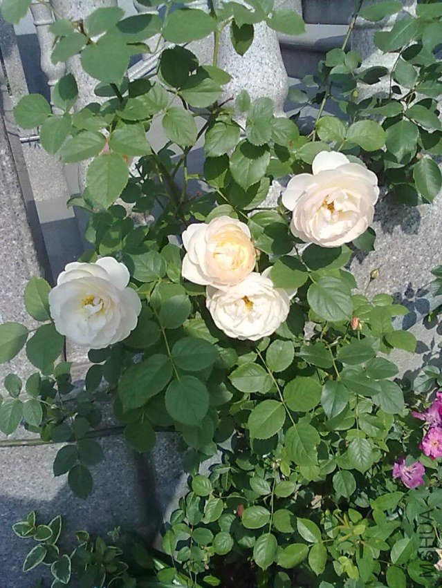201205062423.jpg