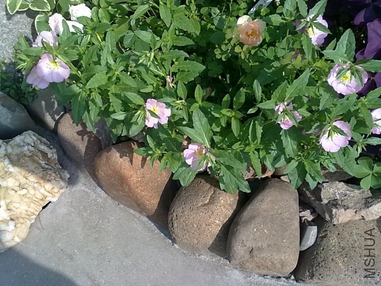 201205062424.jpg