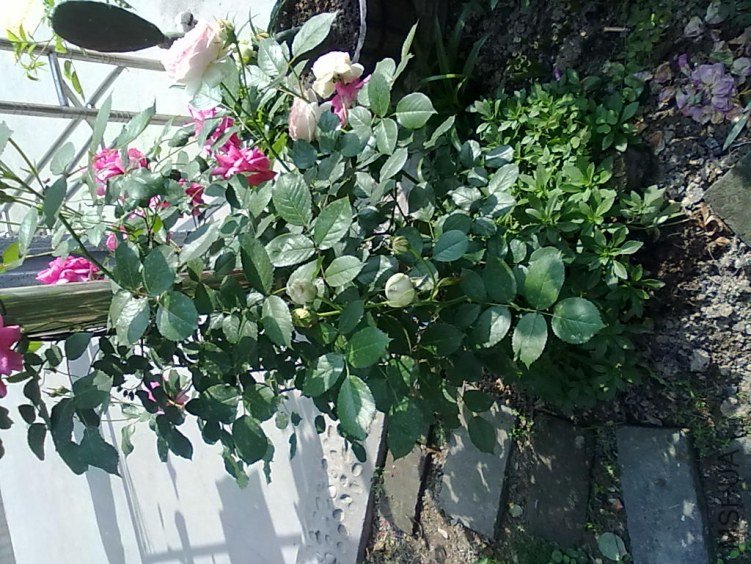 201205062426.jpg