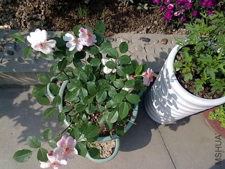 201205062428.jpg